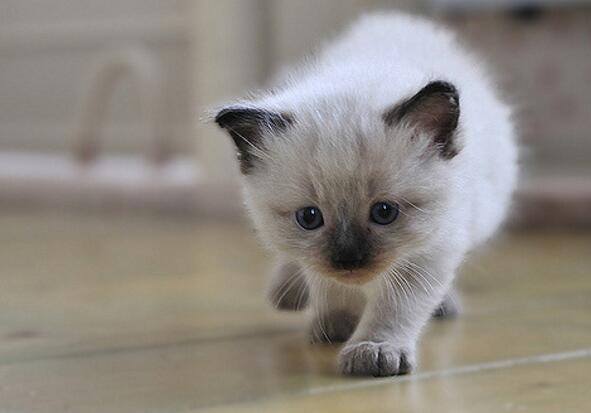 想养猫咪但是对猫咪过敏怎么办,对猫咪过敏经常给猫咪洗澡有用么