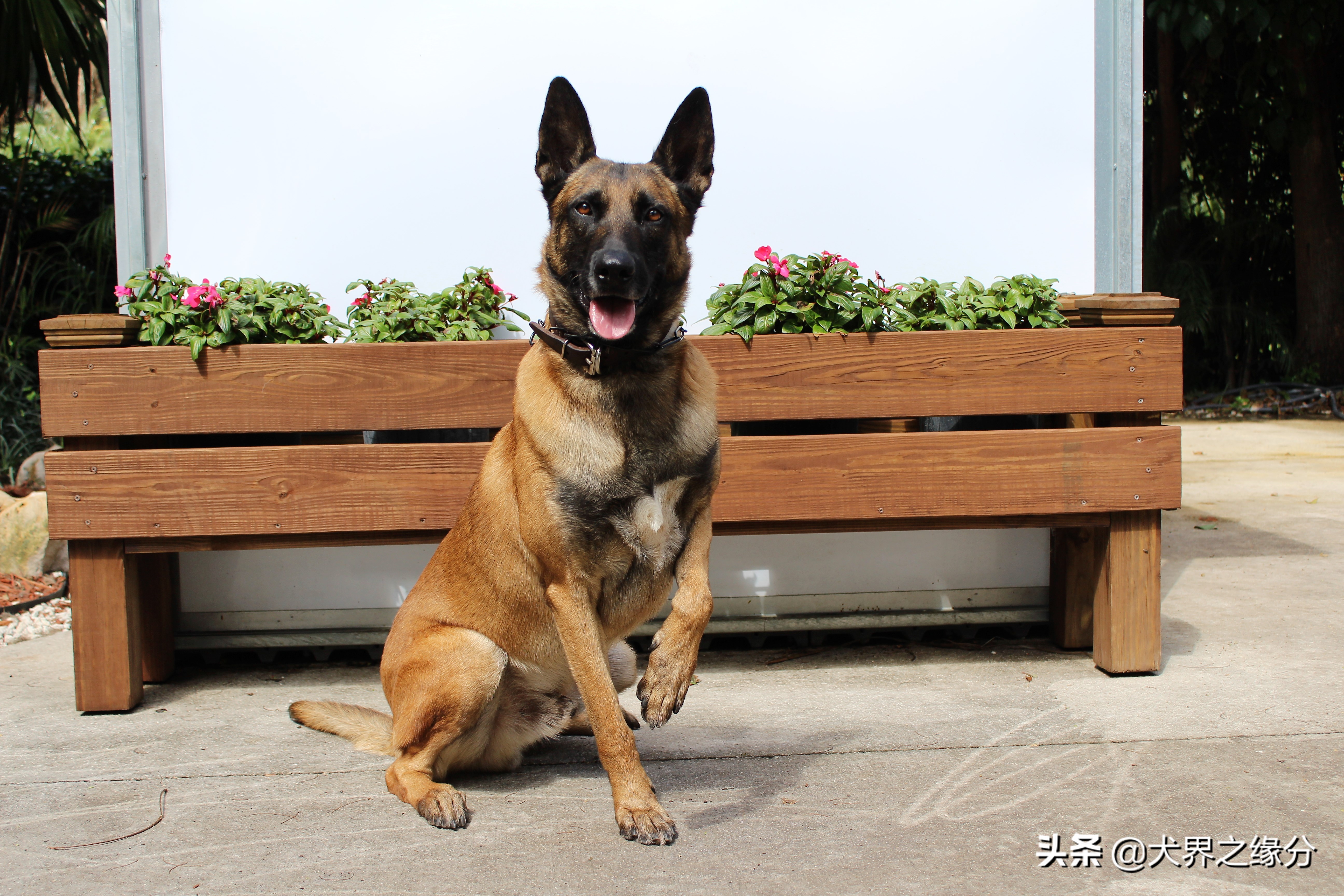 马犬做错了事怎么惩罚好,马犬会主动攻击主人吗