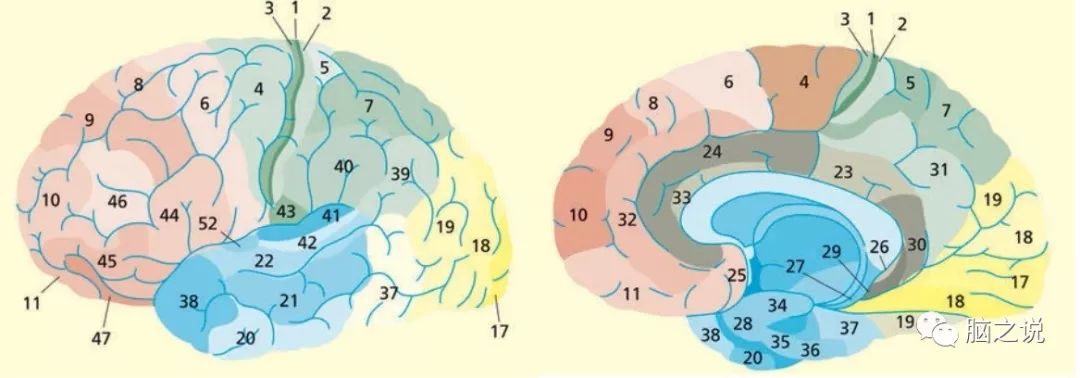 大脑布鲁德曼分区,brodmann脑功能分区