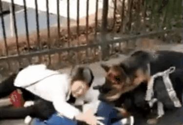 告诉孩子被狗咬怎么自救,如果小孩被狗咬怎么自救