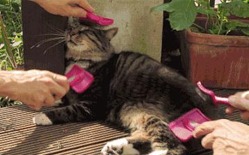 养猫新手给猫咪洗澡需要关注什么,新手养猫可以天天洗澡吗