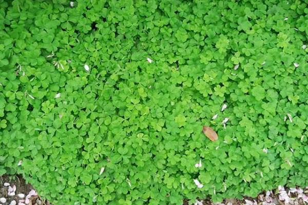 幸运草种子的种植方法和关注事项,幸运草的种子长什么样子