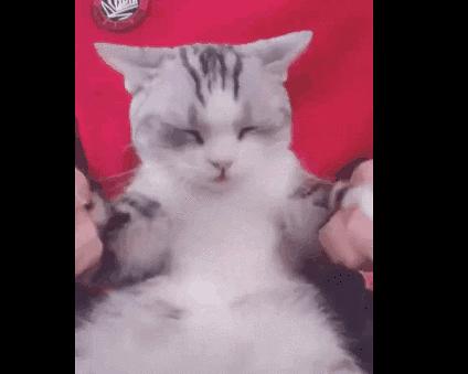 正确的抱猫姿势到底是怎样的？原来一直以来我都抱错了...