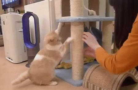 怎么防止猫抓板挠家具,怎样可以防止猫咪抓家具