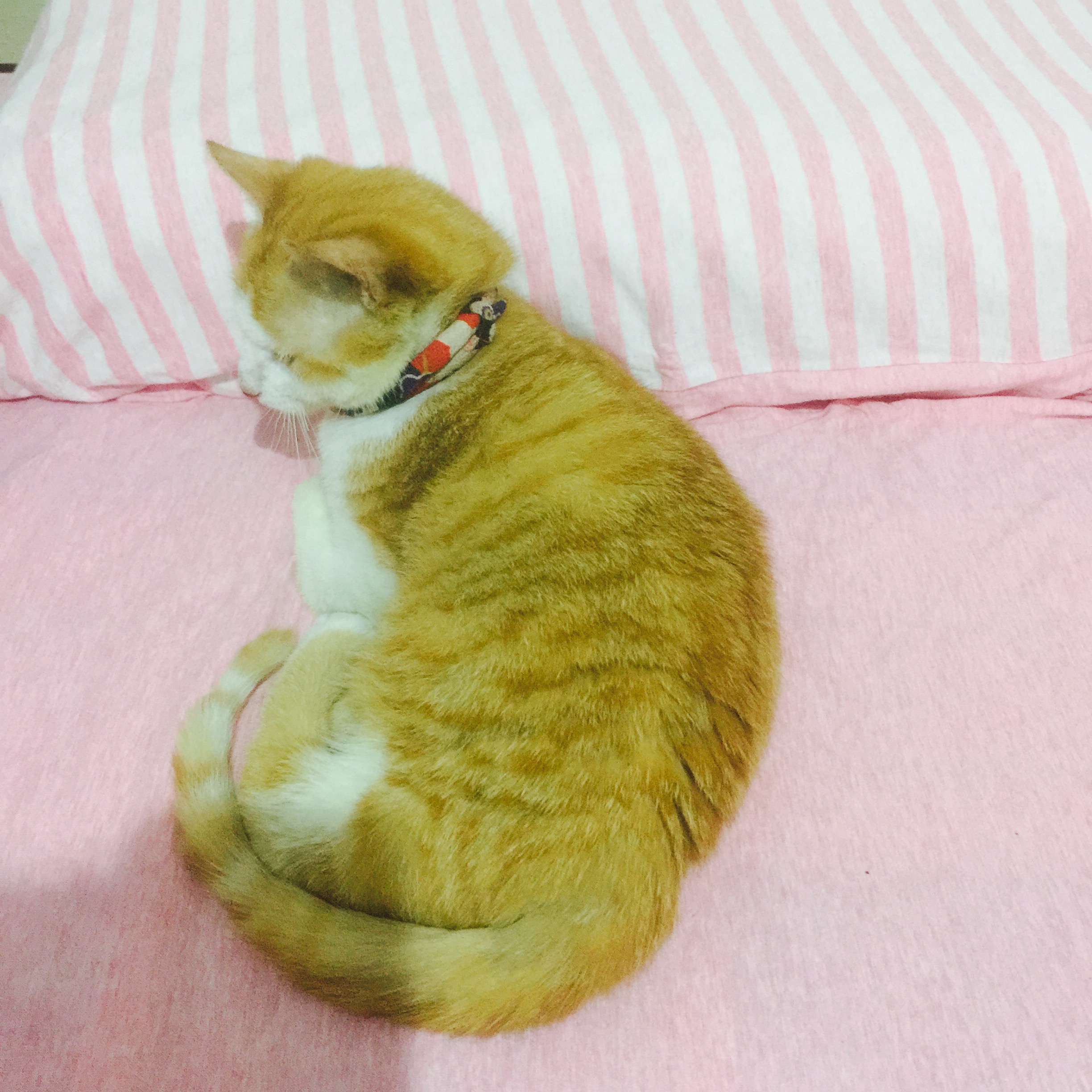 养一只四肢残疾的小猫是种什么经验？