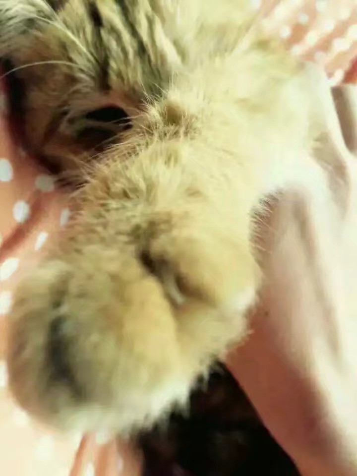 养土猫和纯猫的区别,养土猫好还是宠物猫好