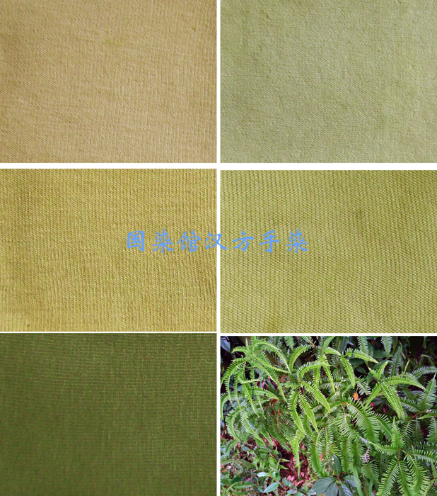 芒萁草降血压,民间叫芒萁草的植物图片