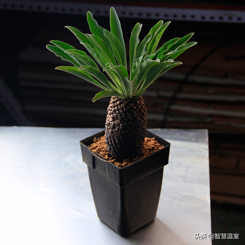 多肉植物的养花心得,多肉植物怎样养新手入门篇