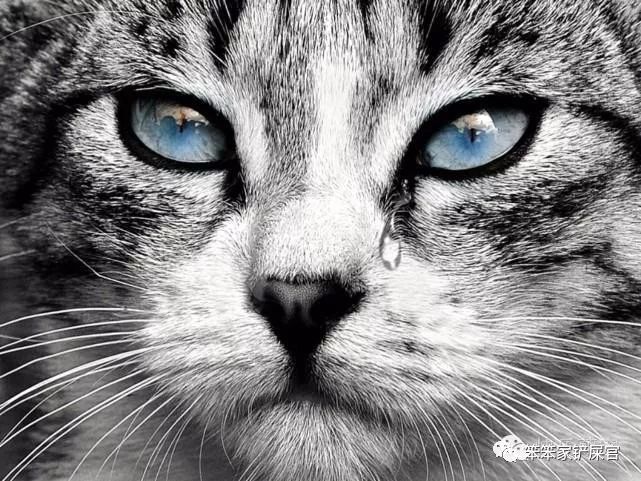 猫咪突然失明了怎么回事,猫咪频繁流口水怎么办