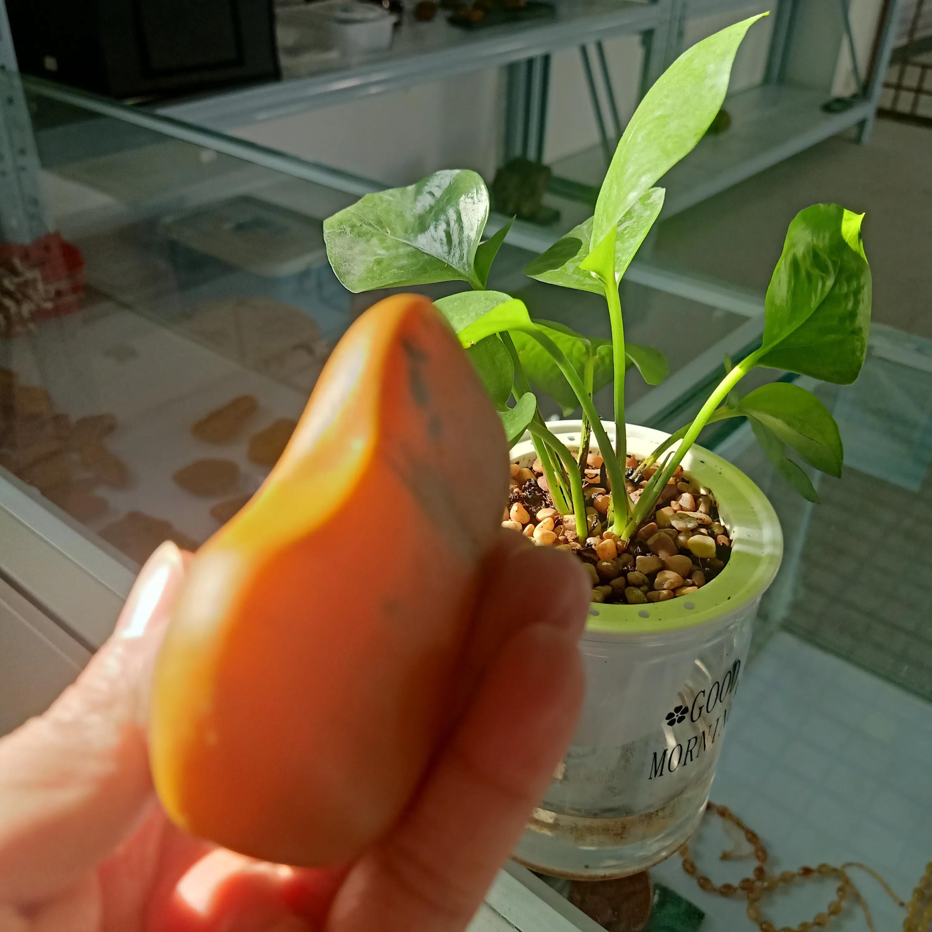 黄蜡石种类名称介绍,黄蜡石到底是什么石头