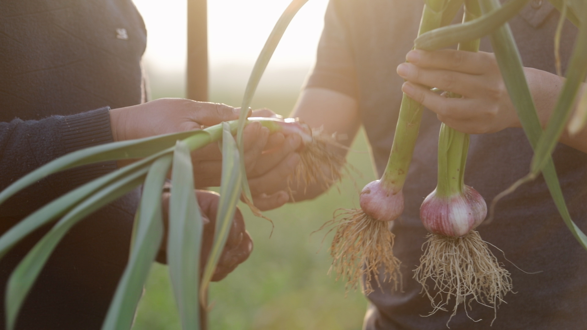 今年云南大蒜是增产还是减产,大蒜控旺打什么药