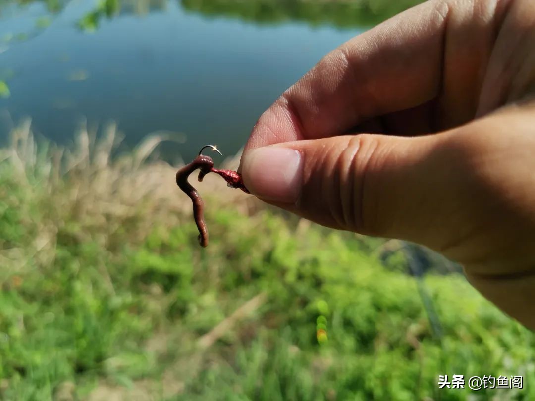 废弃鱼塘鱼怎么钓,废弃鱼塘鱼特别少怎么钓
