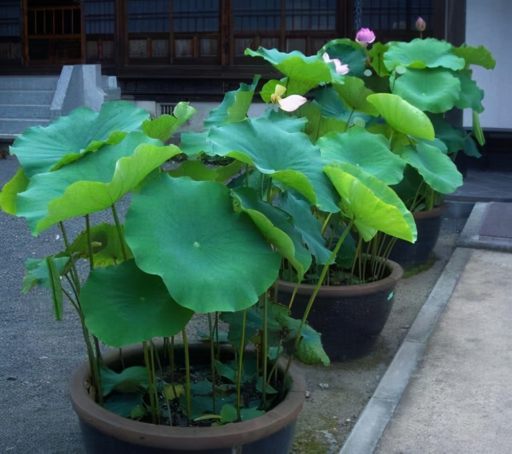 水缸种藕放在院内什么位置风水好,室内水缸种藕好吗