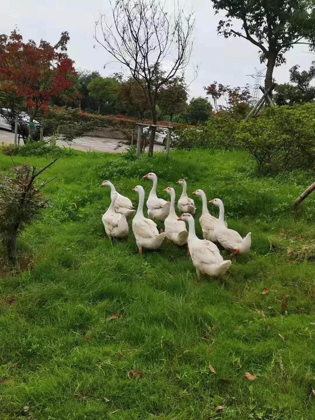 宜兴山水田园温泉酒店,宜兴私人温泉汤屋