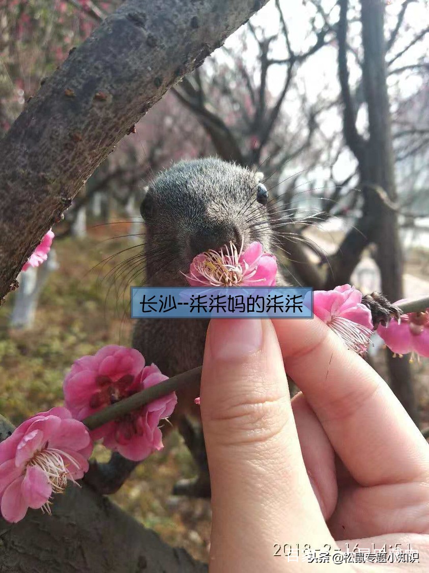 你家小松鼠咬人怎么办？这样处理更有效！