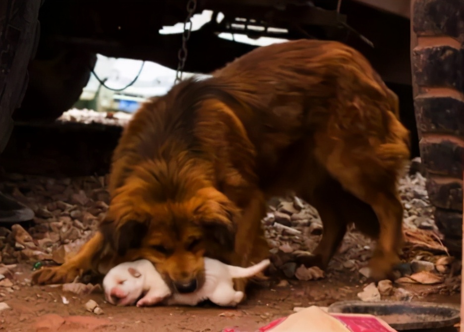 什么原因母狗会吃掉自己的孩子,母狗会不会吃自己的孩子