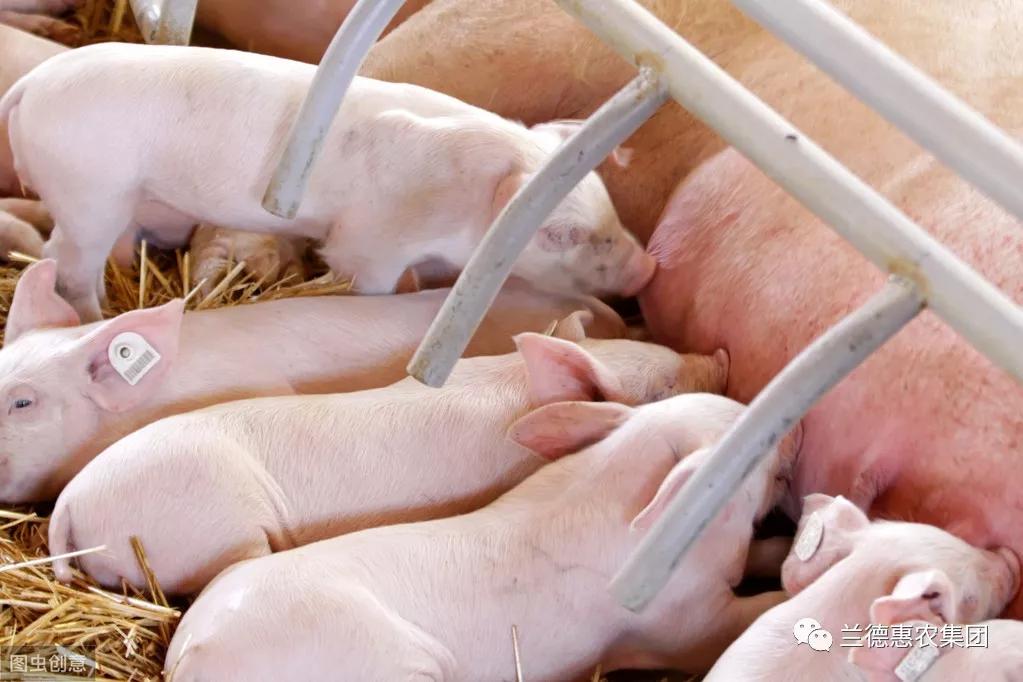 母猪为什么没有奶水？母猪产后没奶怎么办？