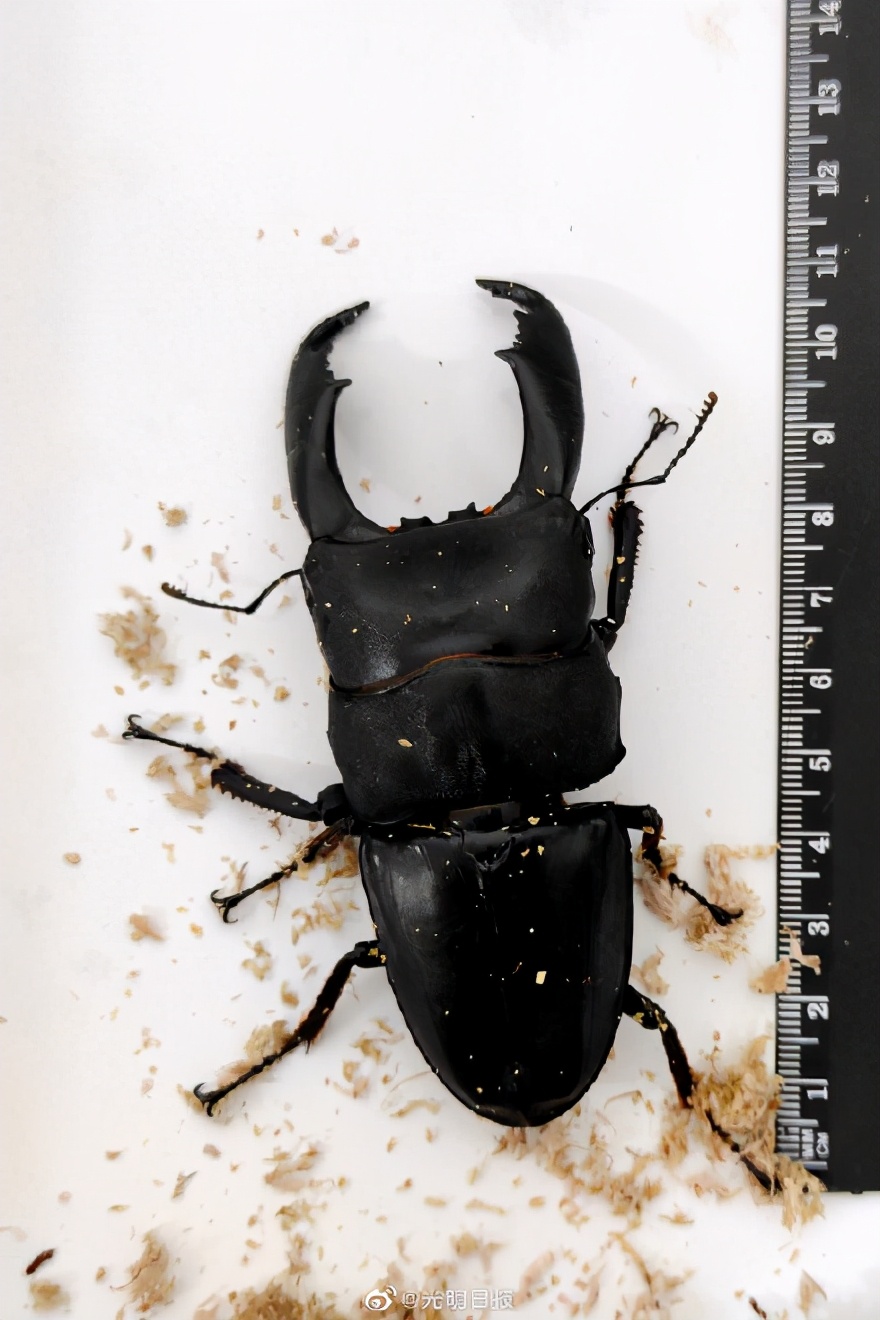 海关发现13只活体甲虫,海关检查发现活体甲虫