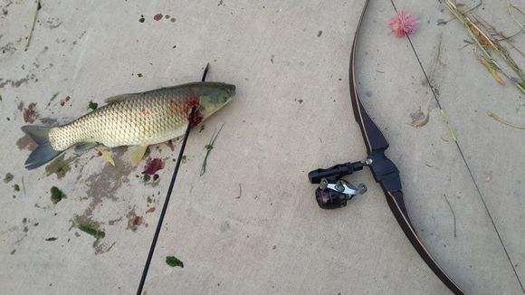 射鱼违法吗,射鱼违法怎么处罚