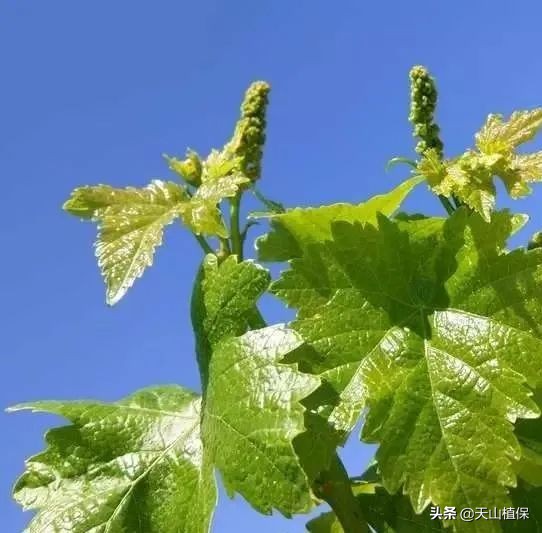 130团最新消息今天,130团春耕