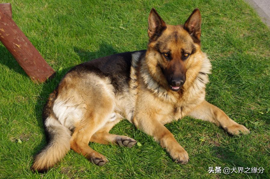 两个护卫犬,护卫犬两大保镖