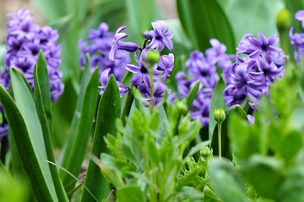 风信子开完花后可以栽培吗,风信子开完花后能剪掉吗