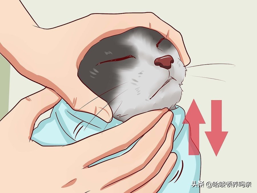 如何喂猫咪难喝的药,如何给猫咪喂药不被抓