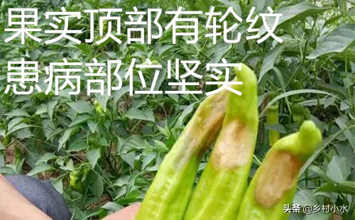 辣椒挂果会烂果是什么原因,16种辣椒病害辣椒爱坏怎么办
