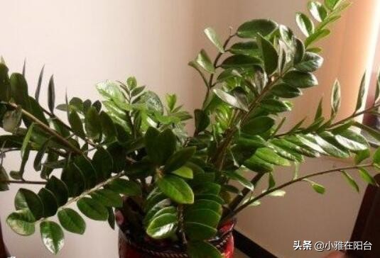 养金钱树花关注什么问题,养金钱树的小技巧