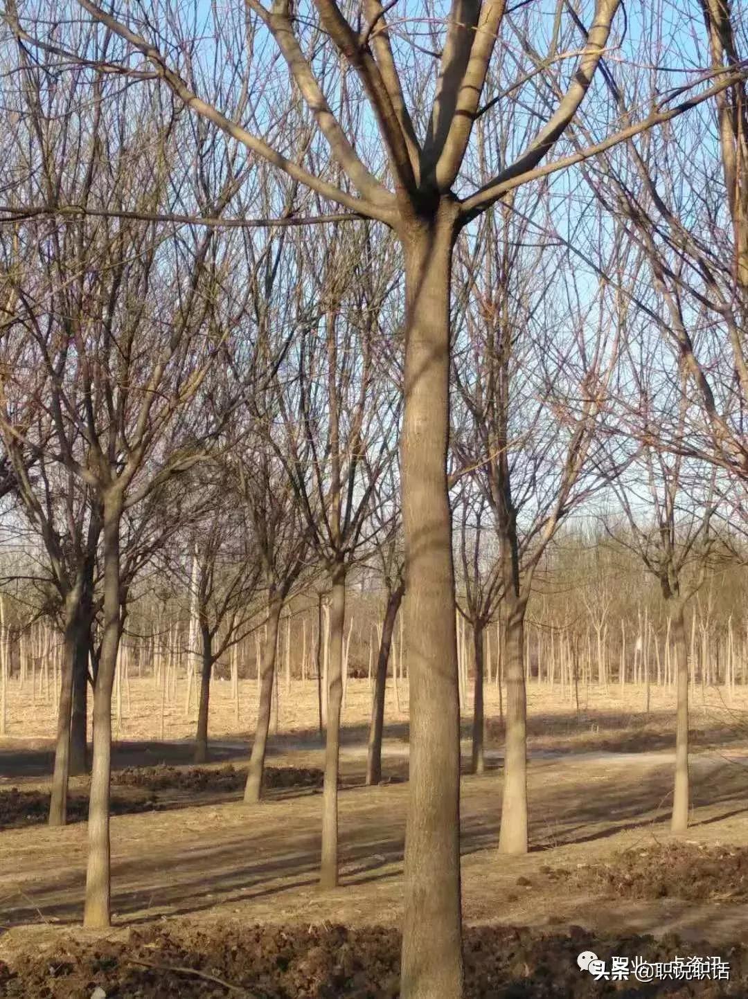 泊头市顺景苗木种植场,泊头园林苗木
