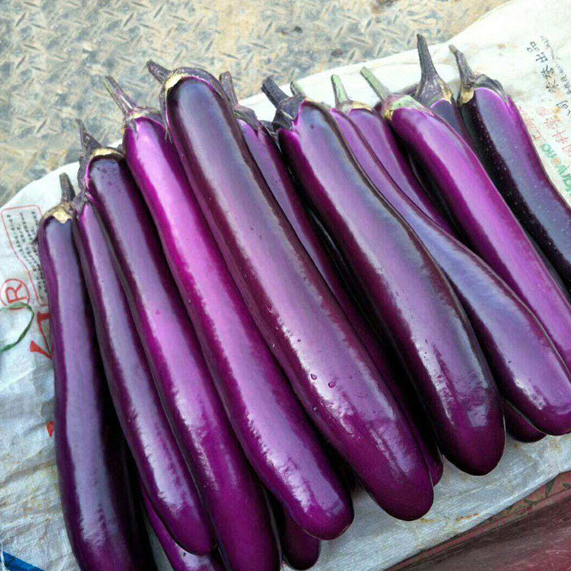 高产茄种,紫红茄品种排名第一名