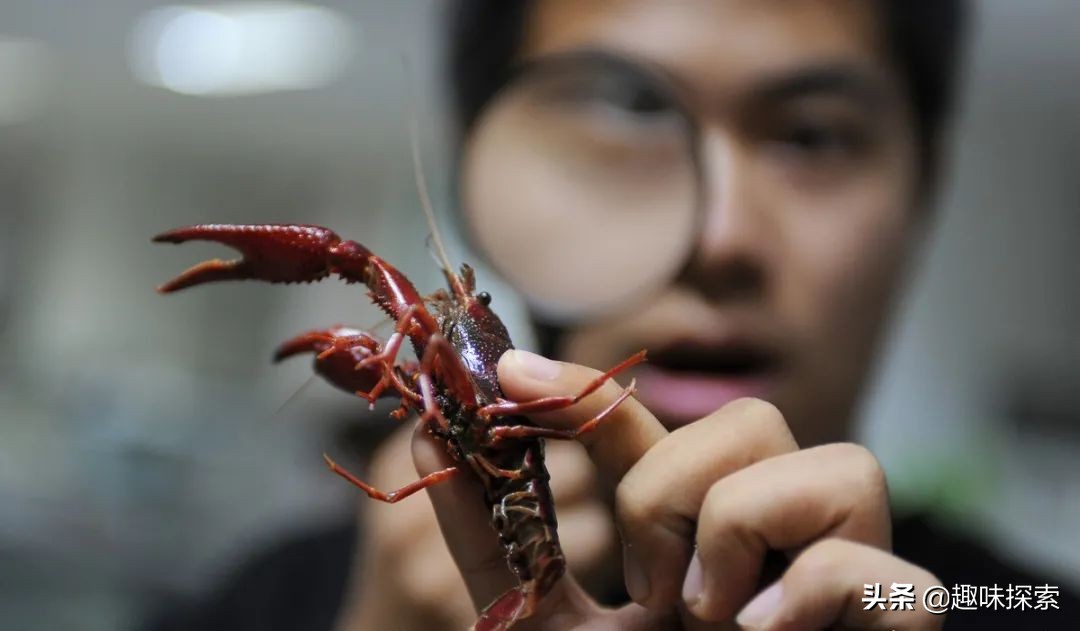 能长到四斤的淡水龙虾,澳洲龙虾可进入中国吗