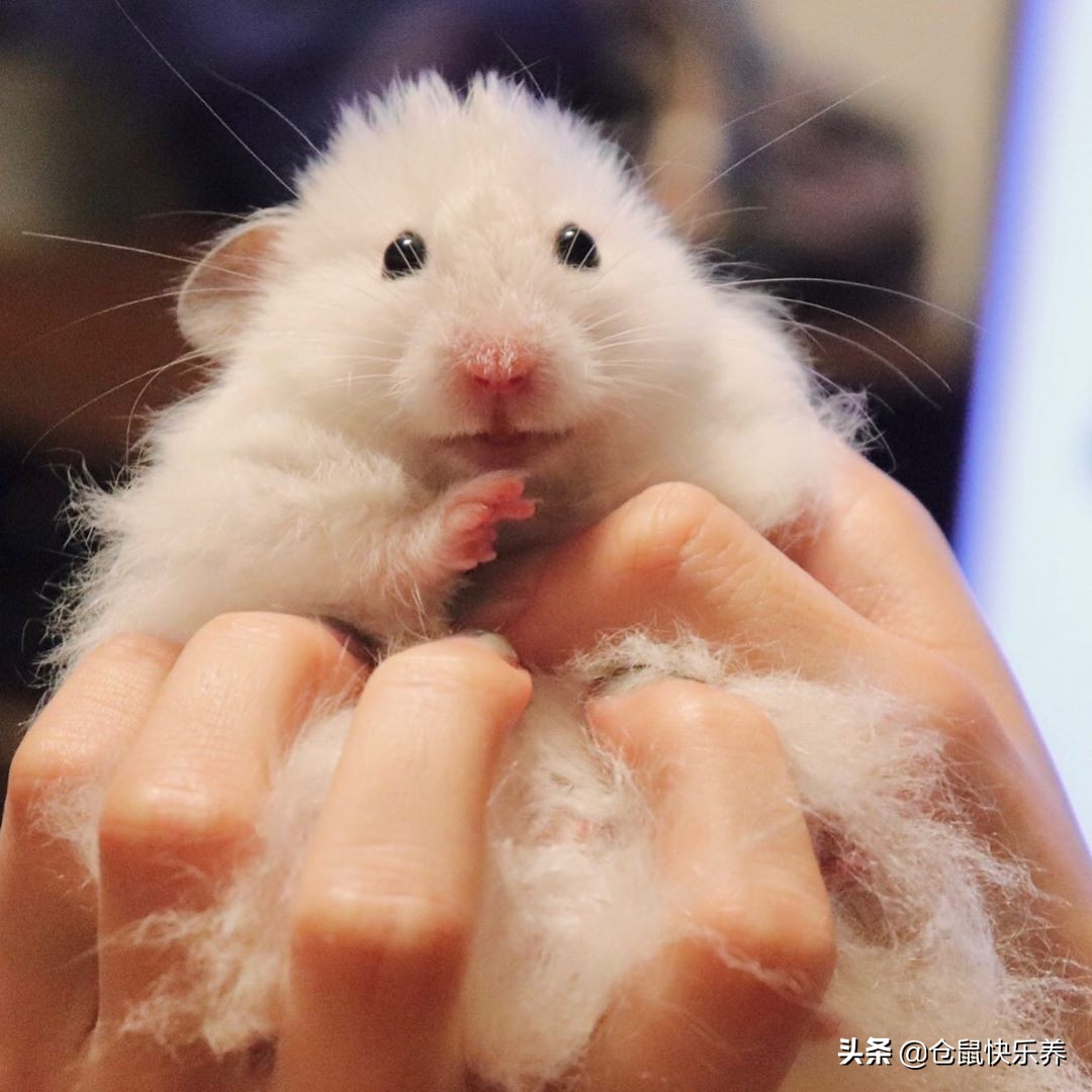 仓鼠保暖的东西怎么做,仓鼠冬天怎么保暖简便