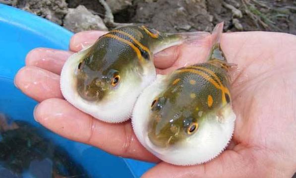 新手养殖小河豚,养殖河豚肝刺身