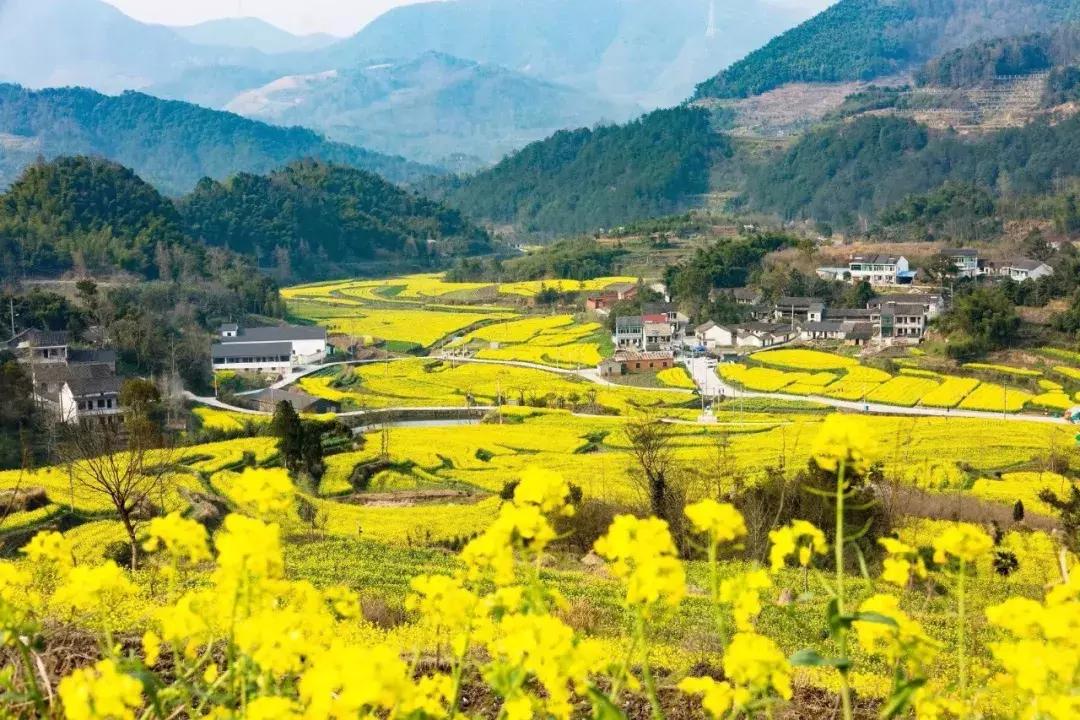 婺源油菜花田风景,藏于江西婺源深山中小村子