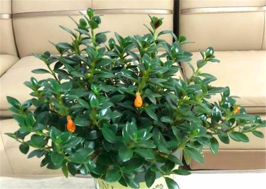 金鱼吊兰开花像小金鱼一样好看,金鱼吊兰夏季的养护方法