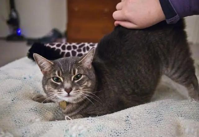 猫咪身体里的神奇小开关,小猫咪身上的几个神奇的器官