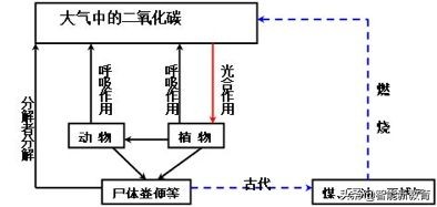 中考生物知识点汇总初中,初中生物中考必考知识点完整版