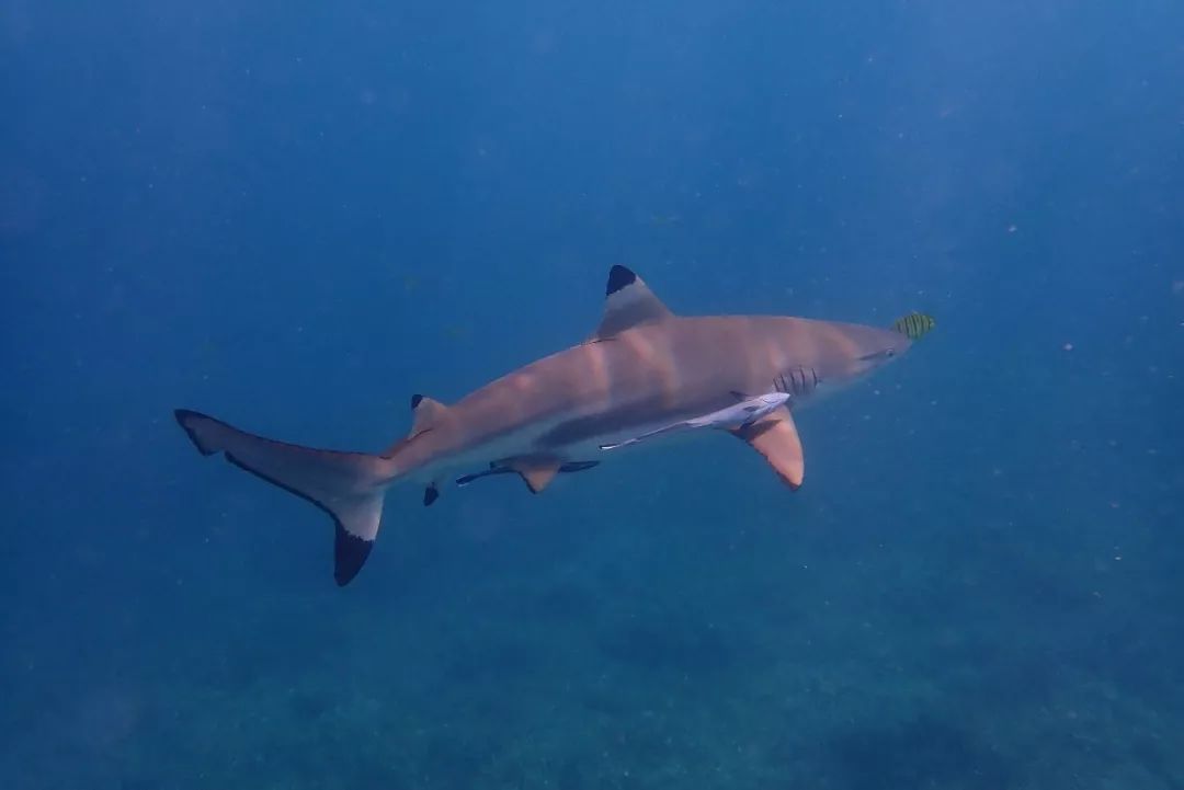 帕劳金色水母,帕劳水母旅行