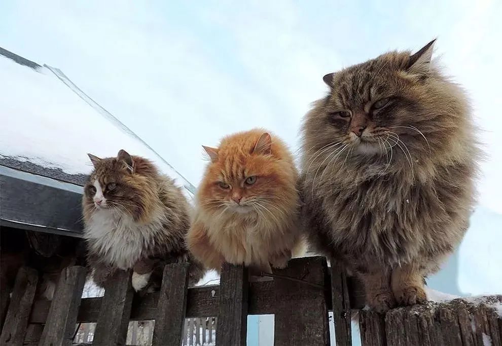 看看俄罗斯猫有多彪悍，徒手斗狗熊，单脚撕野狼！你是大佬我服了