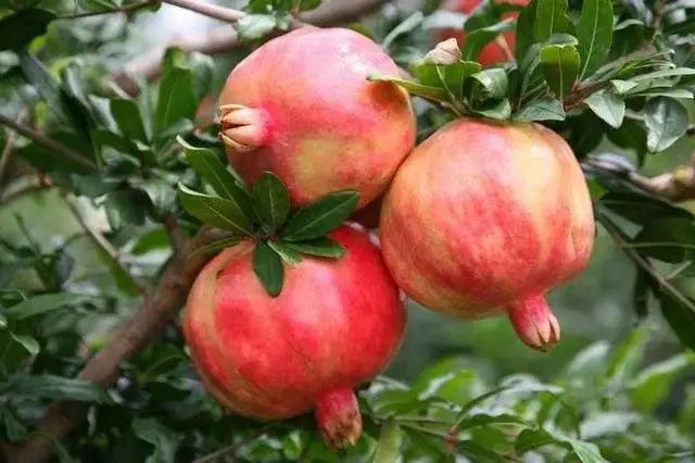 不用吐籽的石榴视频,不用吐籽的特大石榴