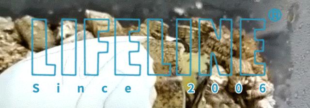 TSA这次聊的龟，连维基百科都没有完整介绍——苏拉威西白头龟