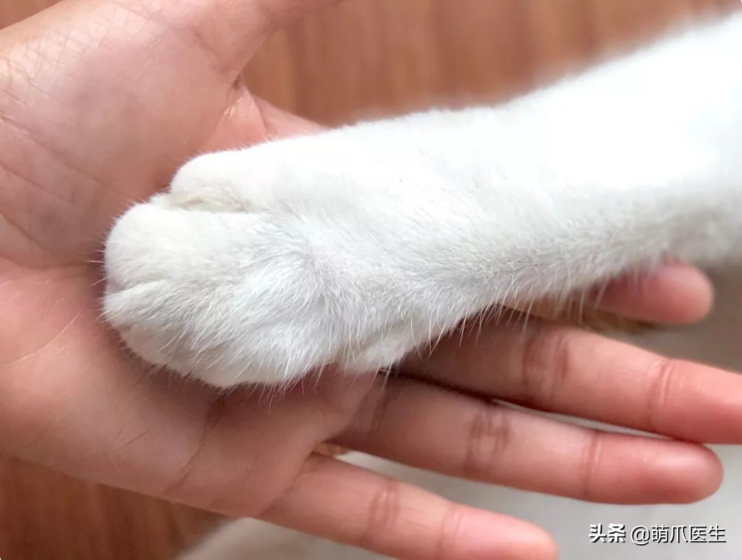 给猫打针避免打到神经,给猫打针要不要消毒