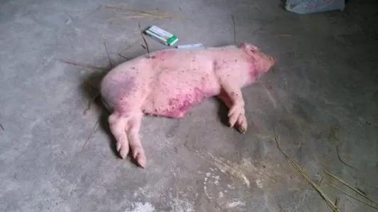 猪病怎么判断,经典判断猪病最快的方法