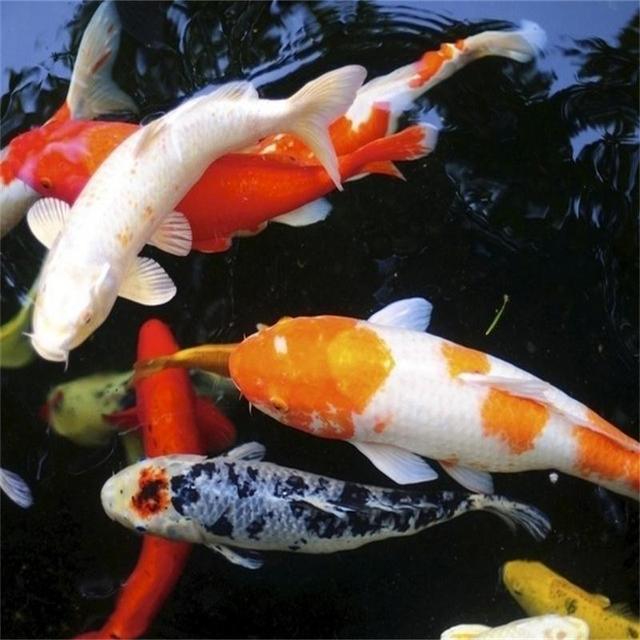 锦鲤鱼饲料哪几种好,锦鲤鱼饲料怎么选择最好