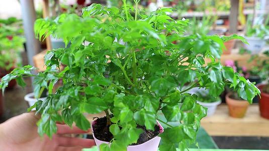 幸福树叶有黑色斑点怎么治理,幸福树叶片有斑点黄了怎么补救