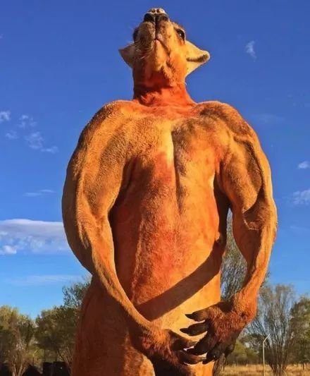 澳洲网红袋鼠去世,网红袋鼠离世