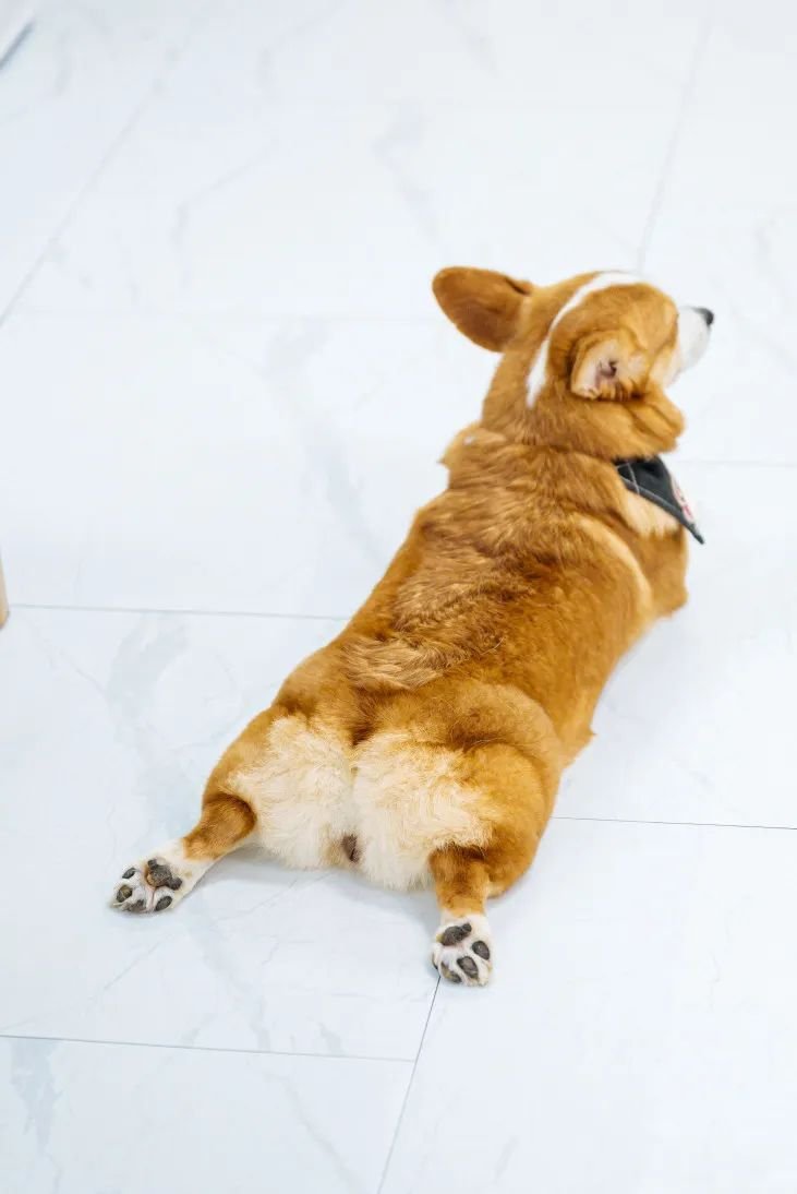 吸屁屁，短腿大耳肉嘟嘟，这家店进去就出不来了…