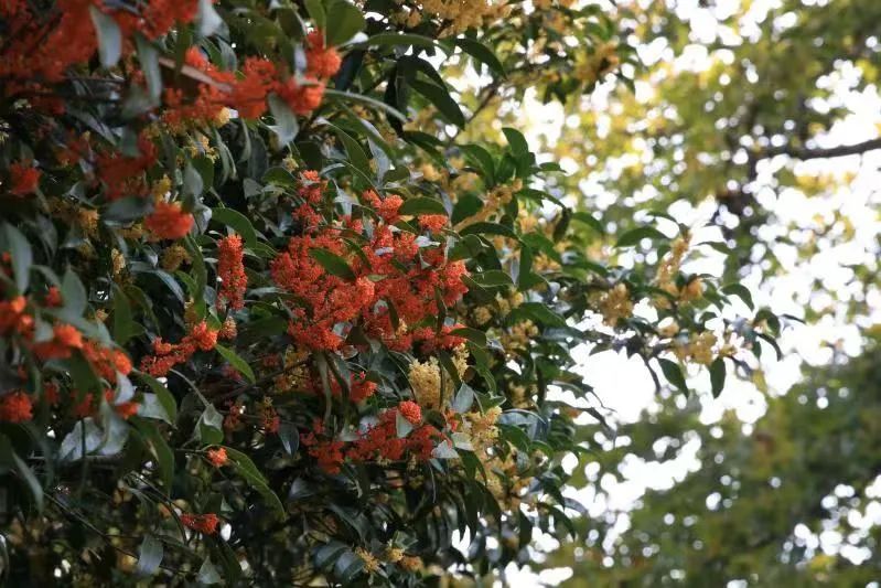 杭州的秋天随处可见都是美景,杭州西溪湿地美成调色盘