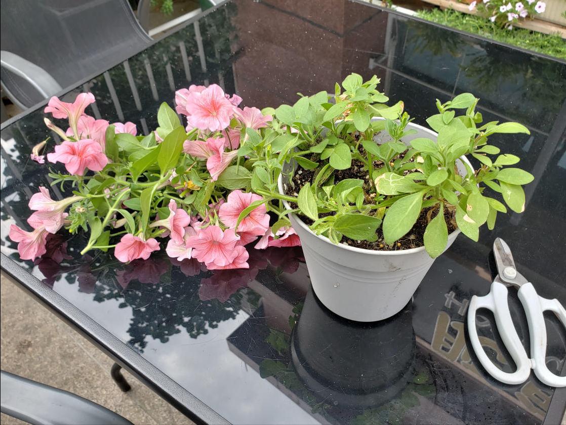6种花开花时间,六种短命花
